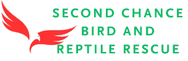 Second Chance Bird and Reptile Rescue Inc